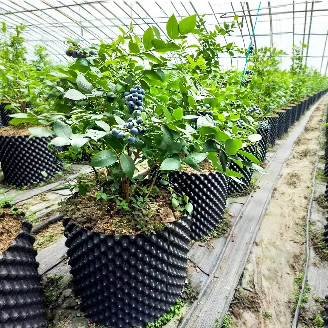 Air Pruning Plant Pots 5 Pack for Vegetable Garden